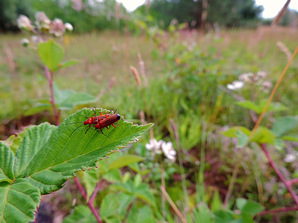 Rood Soldaatje [10522] 06-jul-2014 (Regge, Schuilenburg).JPG -           